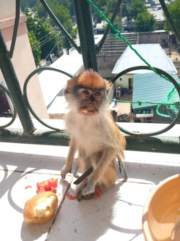 Capuchin Monkey For Adoption