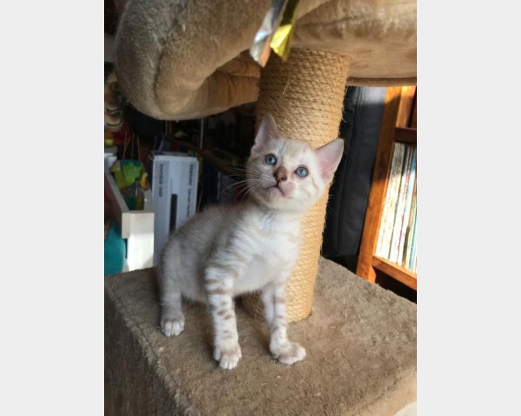 Ragdoll Kittens babies 