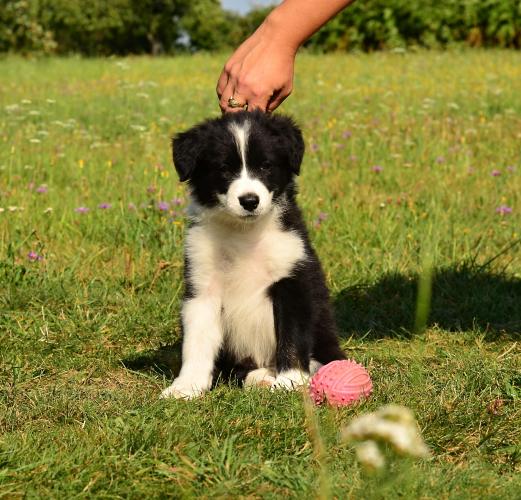Border Collie puppies with pedigree