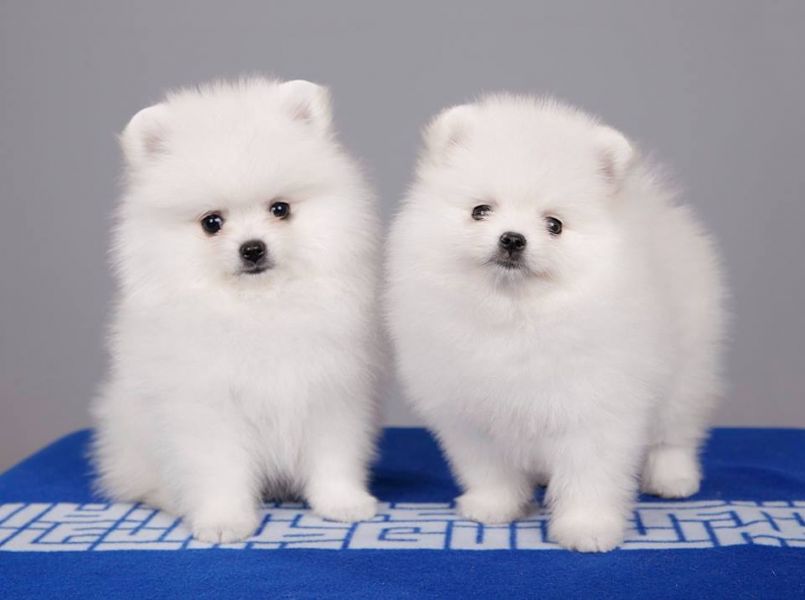 Pomeranian Puppies