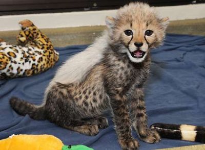 Healthy and Gorgeous Tiger Cubs and Cheetah cubs available