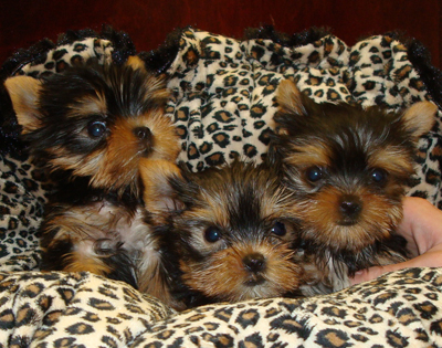 lovely yorkie puppies for adoption