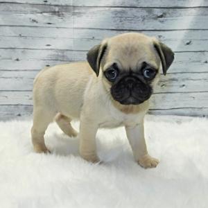 Pug puppies available