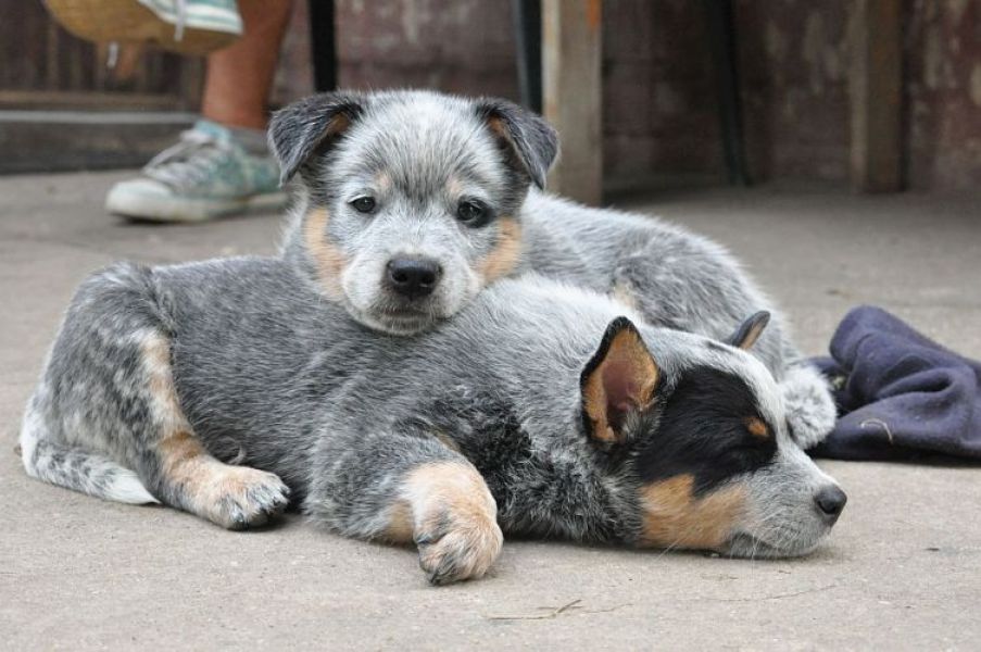 Australian cattle dog