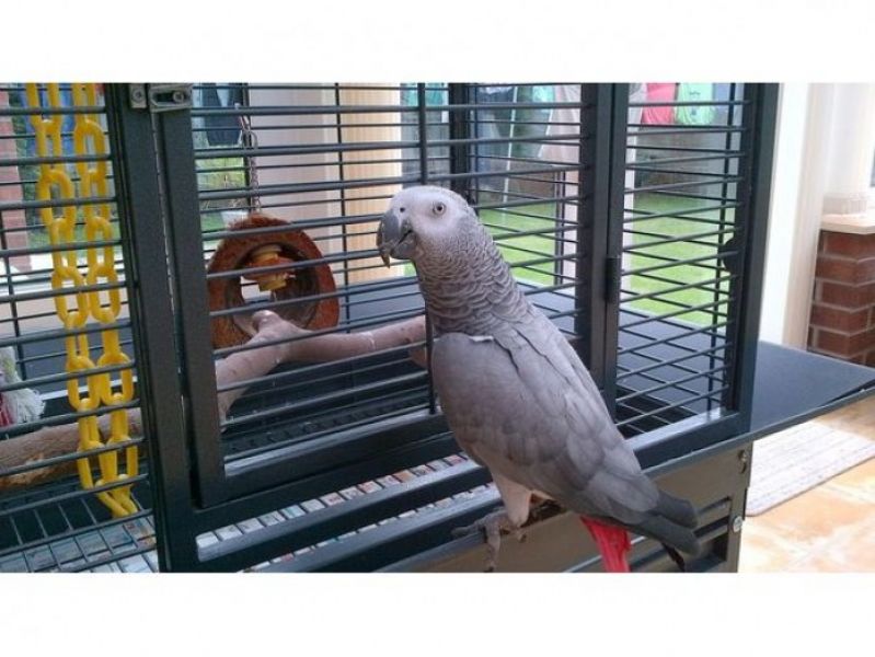Chucky and healthy african  grey parrots ready now