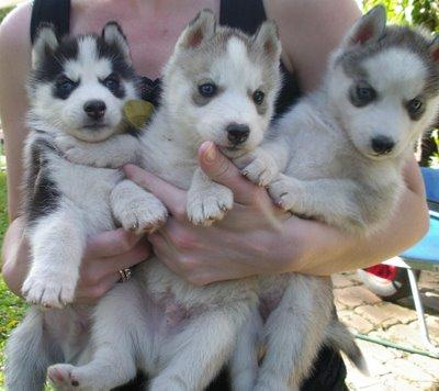 Top Quality Siberian Husky Puppies Available