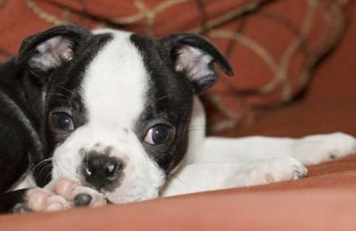Pure breed Boston Terrier puppies for sale