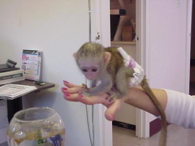 Cute babies  pygmy marmoset Capuchin monkeys for sale