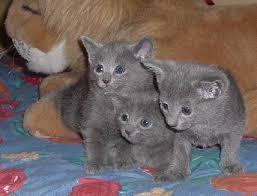 Blue Russian kittens for sale