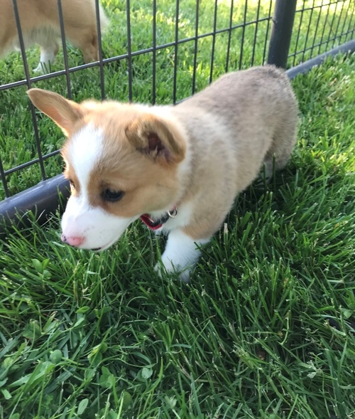  Pembroke Welsh Corgi
