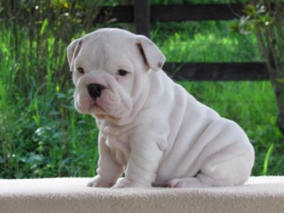  Adorable English bulldogs Male and Female for loving homes