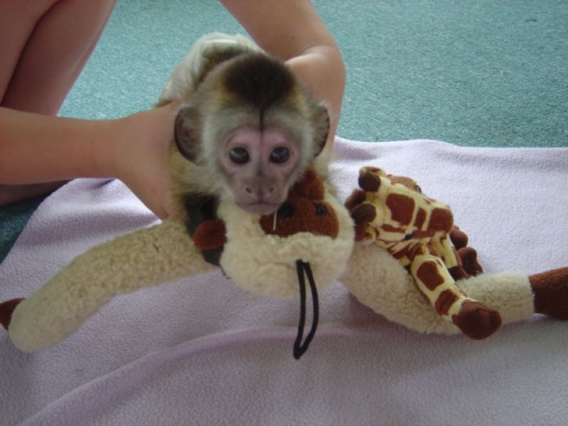 Cute Capuchin Monkeys Available Now To Love