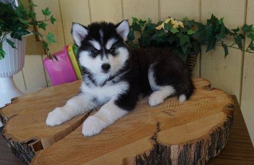 Pure male and female Siberian Husky Puppies ready now