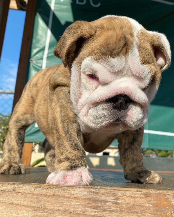 Cute English bulldog puppies for sale 
