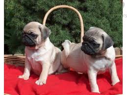 Cute Pug Puppies availlable for adoption