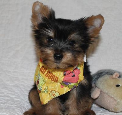  Lovely Teacup Yorkies for Sale
