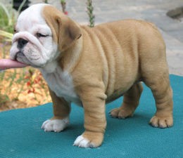 GORGEOUS AND ADORABLE ENGLISH BULLDOG PUPPIES FOR FREE ADOPTION