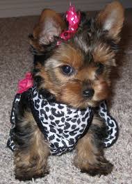  ~~~AKC Yorkie Puppies~~~Yorkshire Terrier~~~
