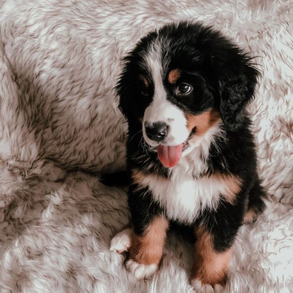 Cute Bernese Mountain Puppies available