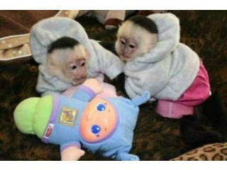 Lovely and well trained Capuchin  monkey. Whatsapp +447565118464