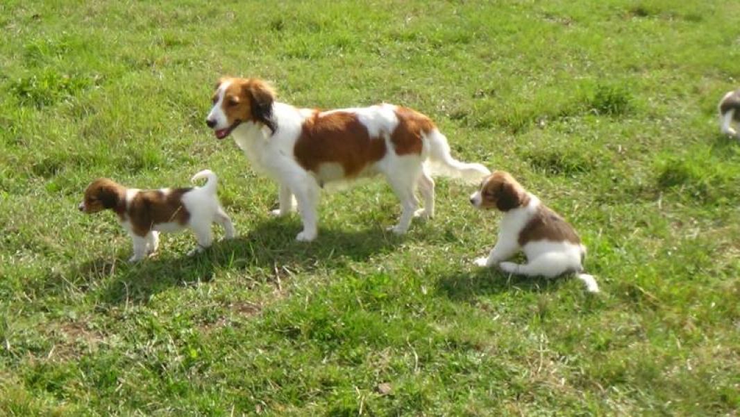Kooikerhondje puppy (male) with pedigree