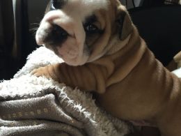 English Bulldog Pups Carrying Chocolate