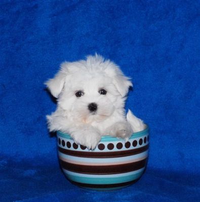 male and female teacup maltese puppies for adoption