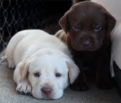 Healthy labrador retriever puppies for your home