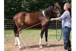10 year old friesian mareand stallion  horse for free adoption 