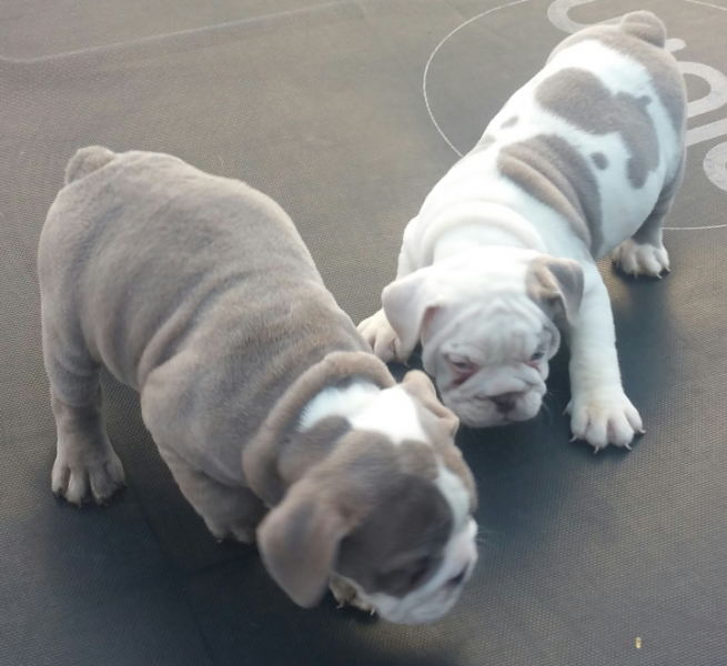 Teddy Bears Ready Now. Kc Reg English Bulldog Puppies