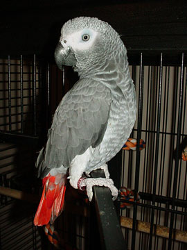 Pair and single Talking African Grey Parrots available
