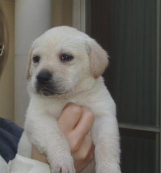Gift LABRADOR puppies male and female