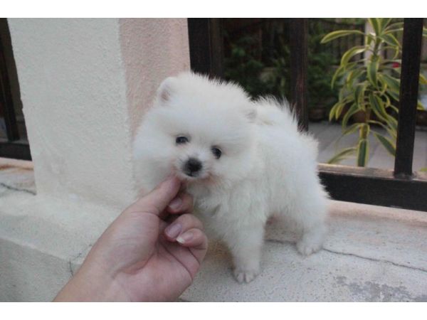 Potty pad trained Micro, Teacup, & Toy Purebred Pomeranian Puppies 