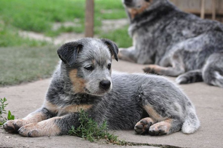 Australian cattle dog