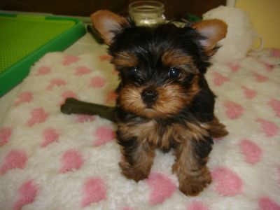 Cute Yroke Puppies (Male and Female)