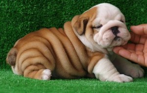 GORGEOUS AND ADORABLE ENGLISH BULLDOG PUPPIES FOR FREE ADOPTION
