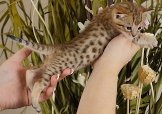 We have available kittens exotic such as f1 f2 savannah