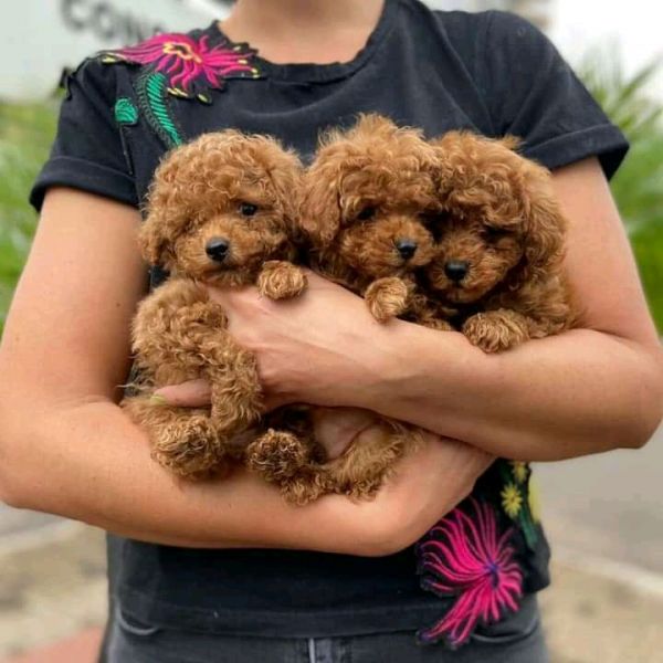 Toy Poodle Puppies whatsapp +420 734384520