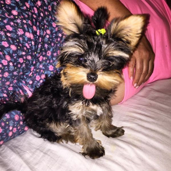 Yorkie pups available 