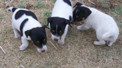 Sweet Jack Russell Puppies.