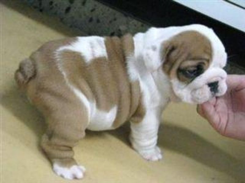 English Bulldog puppies (Free) !!!