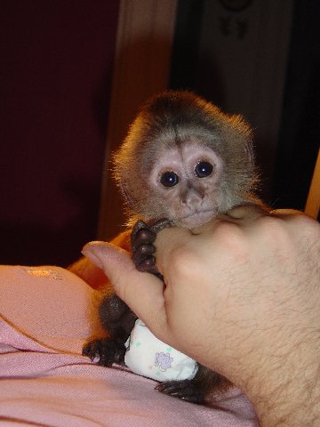 Two cute Tamed Baby Capuchin Monkeys available for adoption 
