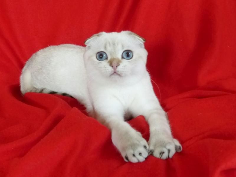 Scottish fold with pedigree