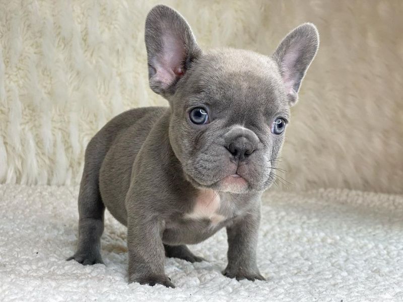French bulldog puppies for adoption