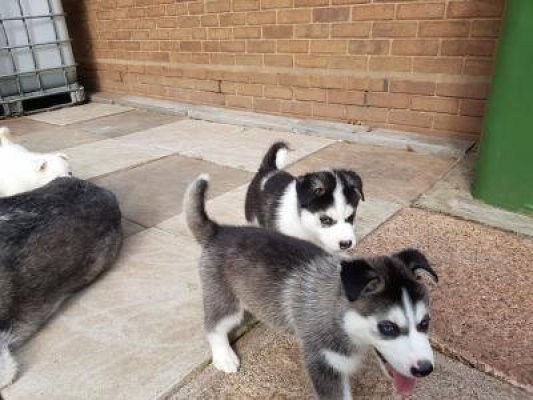  cute lovely sibrain husky puppies for a new home 