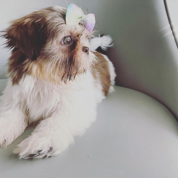 Teacupshihtzupuppiesavailable for adoption