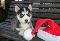 Adorable Male and Female Siberian Husky puppies for re-homing