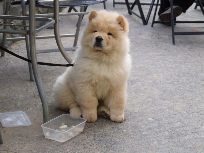  frosty' is an adorable purebred ckc reg. cream male chow chow pup