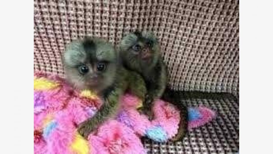 Capuchin/Marmoset monkeys for sale.Whatsapp/Viber +48785742139