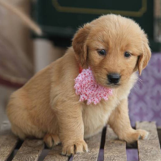 Golden_retriever_puppies_
